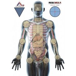 Tarcza Anatomy 1szt - polskietarcze.pl